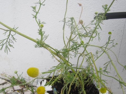 As duas plantas de Camomila foram trazidas após a chegada das joaninhas, pois é uma das flores que as atrai.